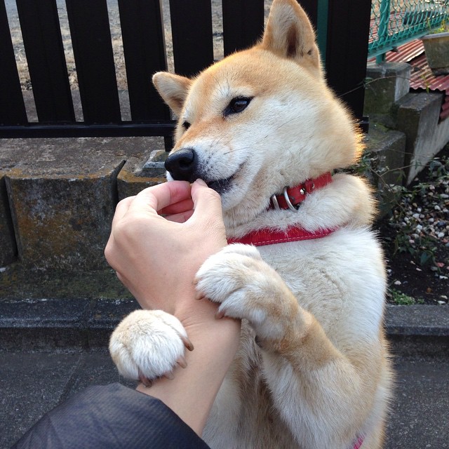 中国选手划频波动下降，节奏更均匀