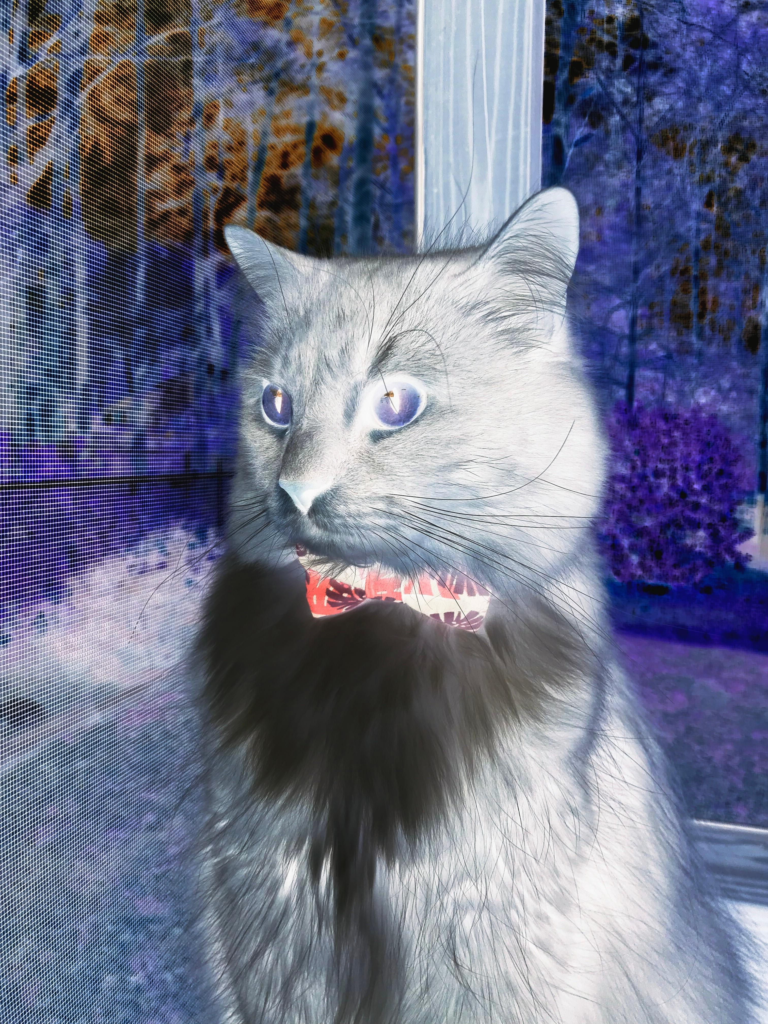 五大联赛是否更倾向于安排主力在强强对话中集中出战,五大联赛实力分析