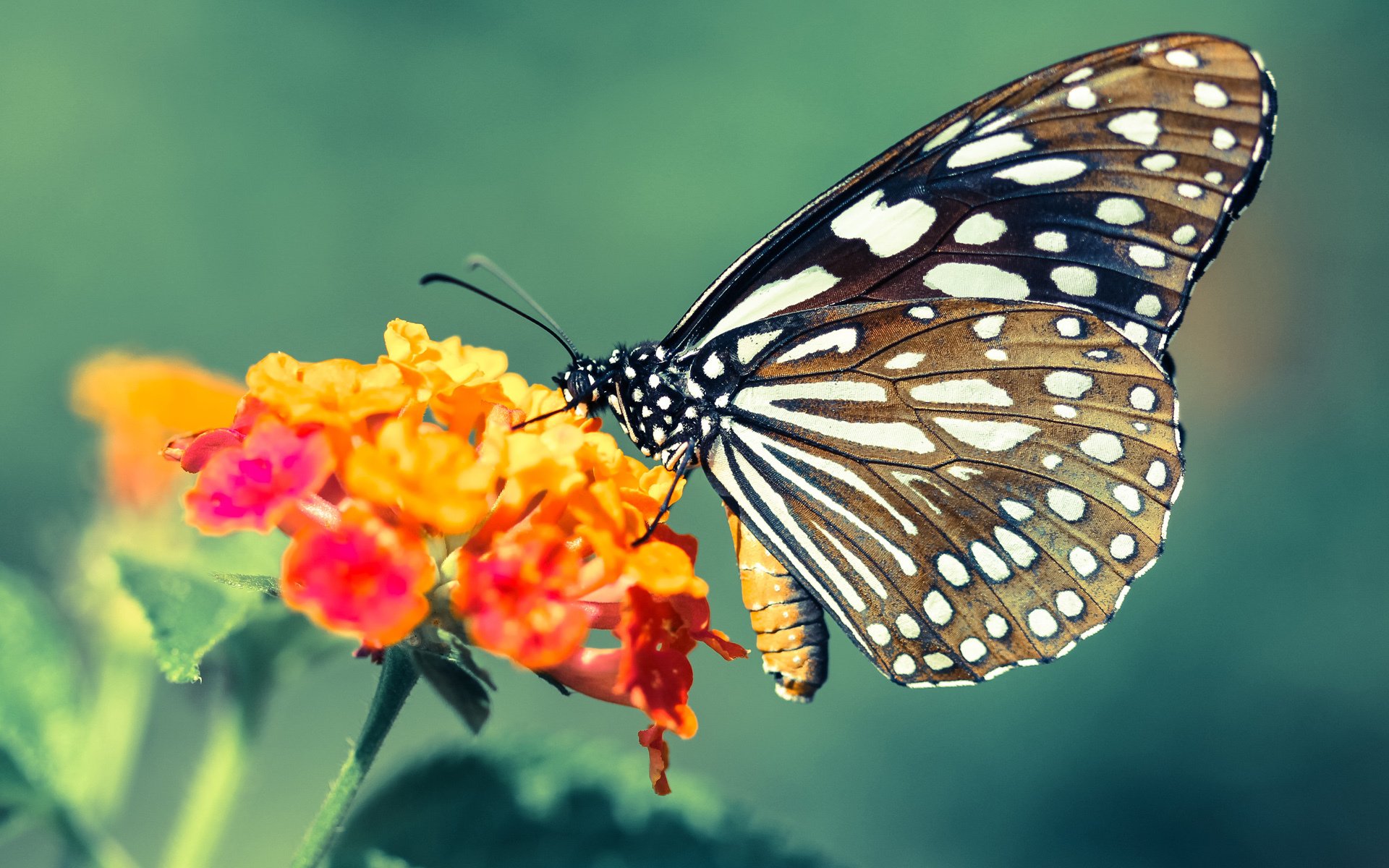 国家队缺乏针对不同风格球队的应对预案,担心球队缺乏深度