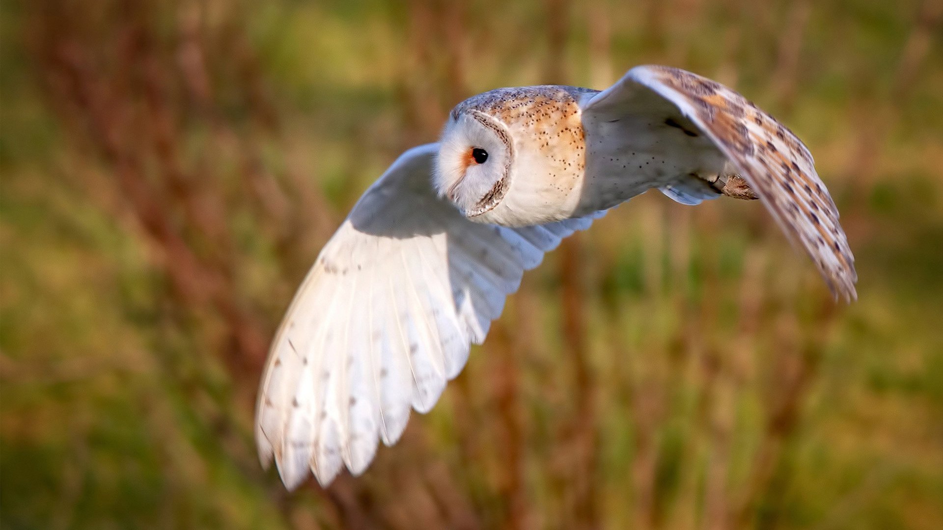 纽卡斯尔多点进攻打出战术灵活性,纽卡斯尔 球员