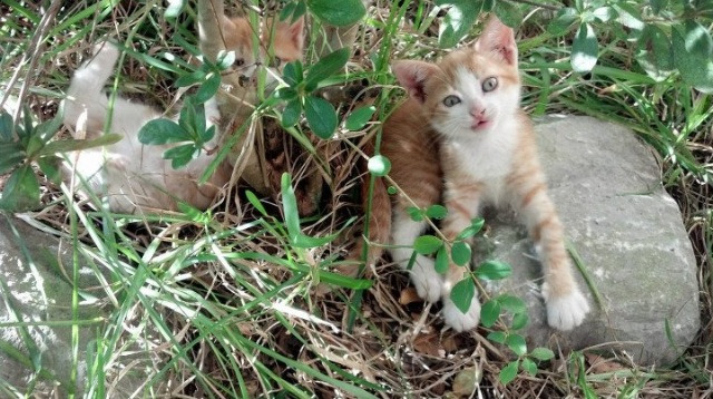 乌干达男篮在非洲预赛中高歌猛进，期待奥运新突破，乌干达篮球全国联赛