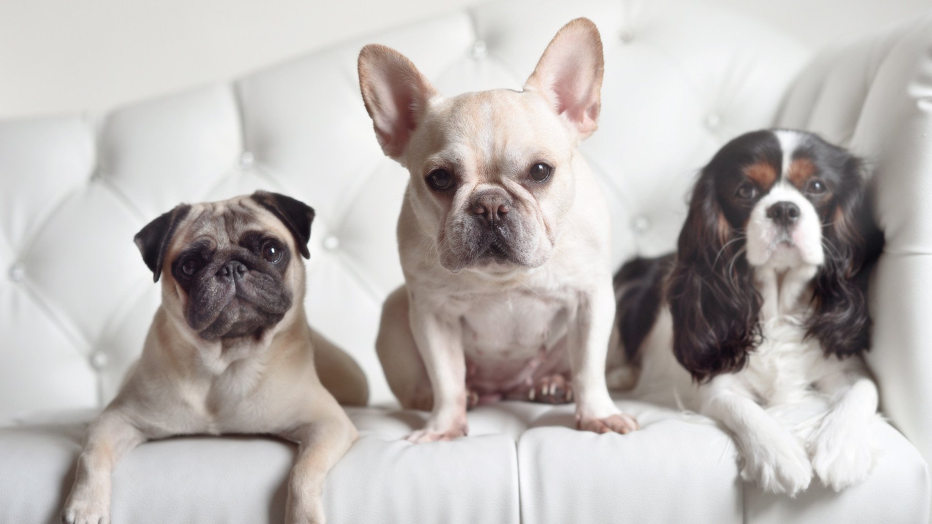 仰泳项目比利时选手节奏稳定，仰泳 backstroke 2017