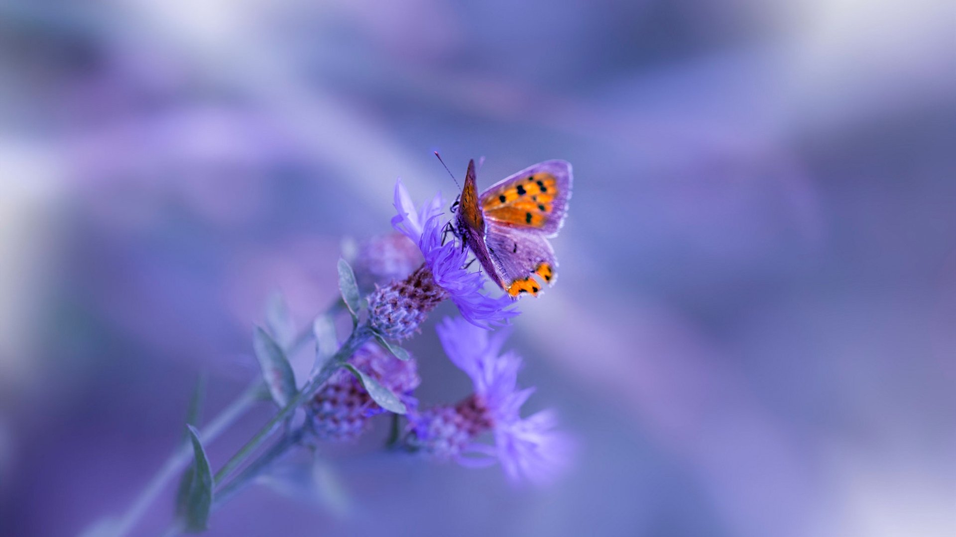 体育心理学应用实例,体育心理学应用实例分析