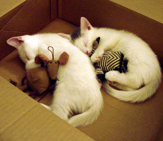 俱乐部财政年度报告显示收入创新高,俱乐部财政年度报告显示收入创新高什么意思