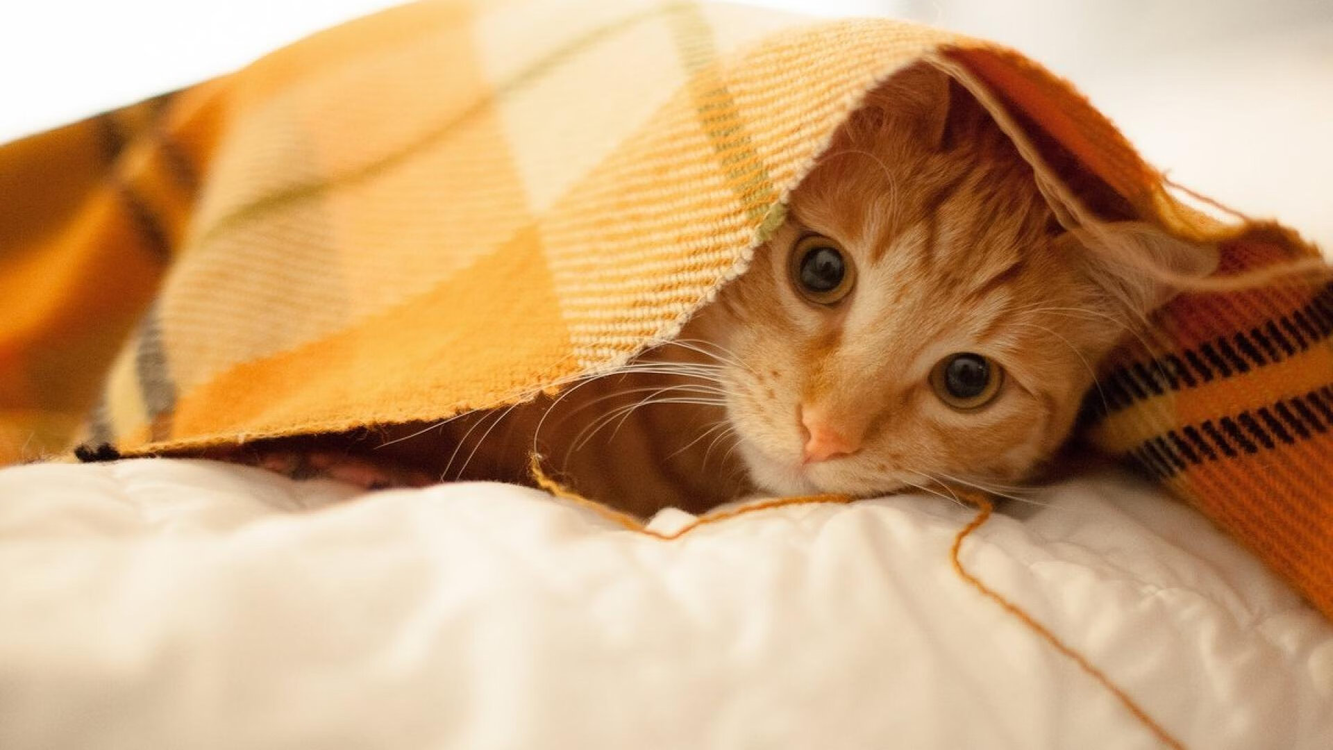 开云官网首页-团队整体节奏掌控优良，抗压能力强，团队的力量不容小觑